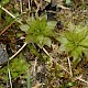 Rhodobryum roseum