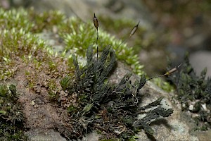 Cinclidotus fontinaloides Smaller Lattice-moss