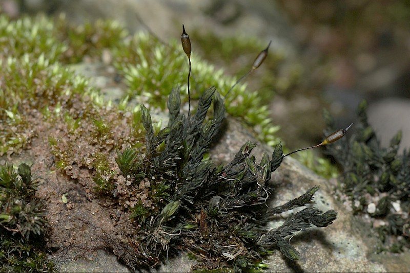 Cinclidotus fontinaloides - © Barry Stewart