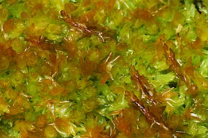 Odontoschisma sphagni Bog-moss Flapwort