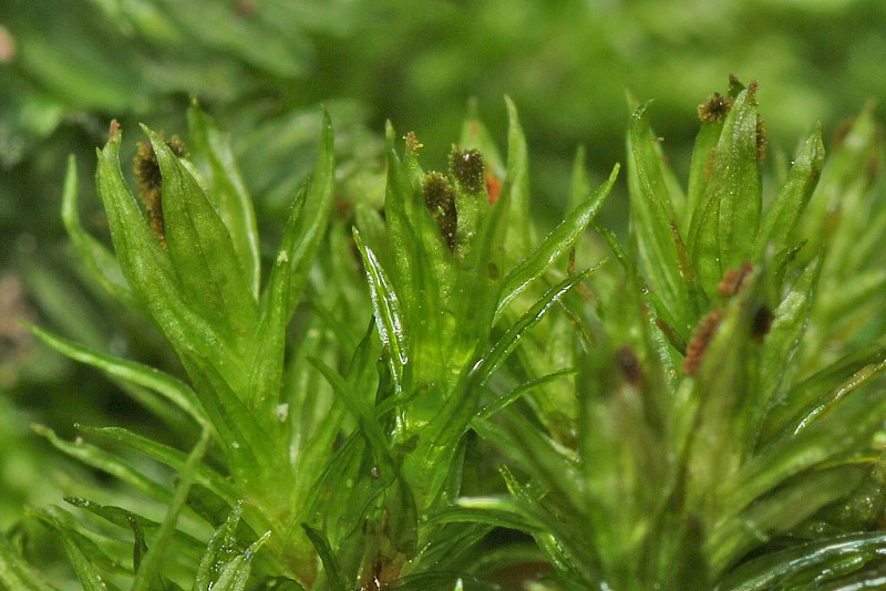 Plenogemma phyllantha - © Barry Stewart