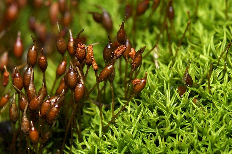 Weissia controversa var. densifolia - © Barry Stewart