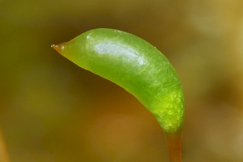 Calliergonella cuspidata - © Barry Stewart