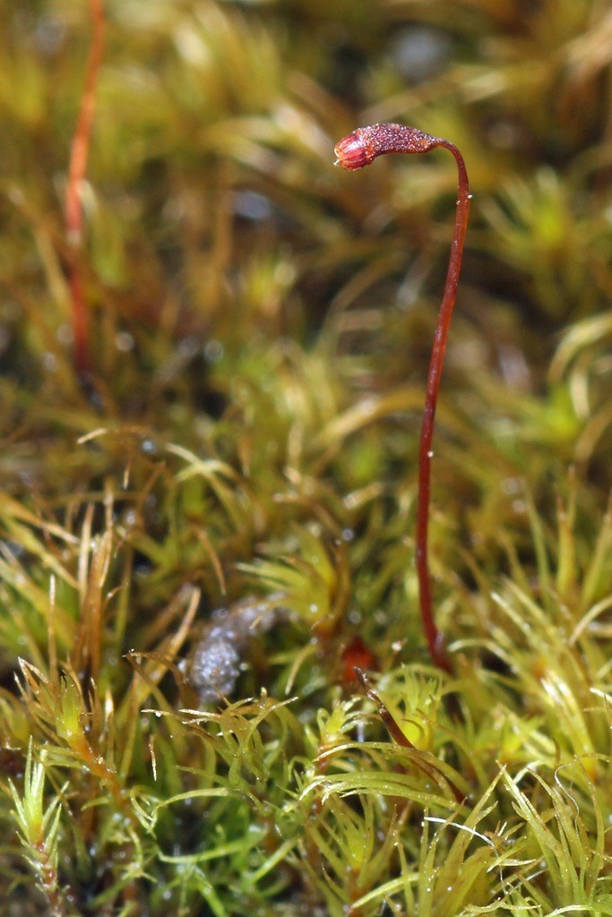 Dicranella varia - © Barry Stewart