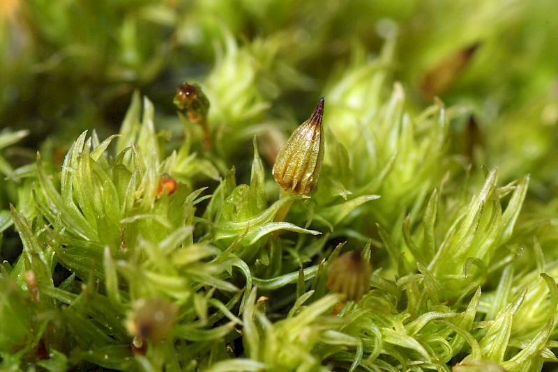 Orthotrichum pulchellum - © Barry Stewart