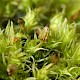 Orthotrichum pulchellum