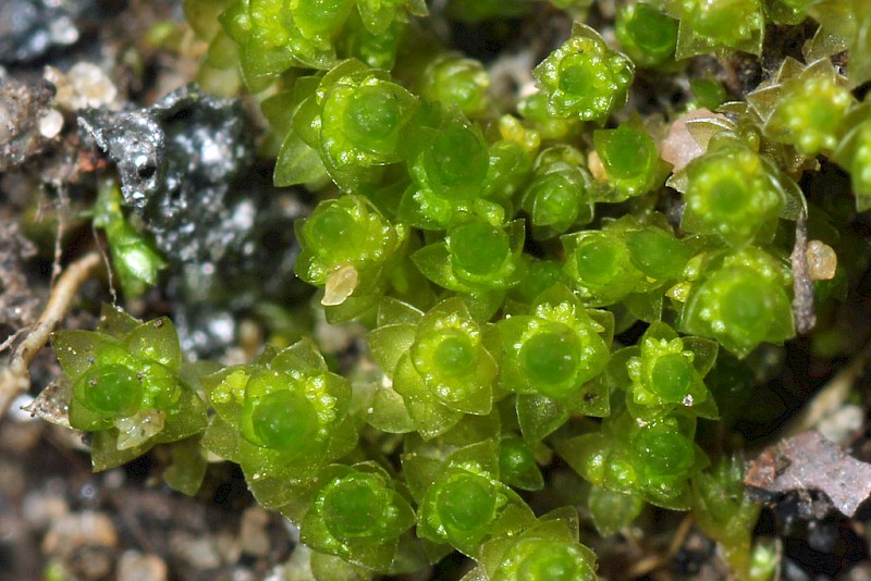 Bryum dichotomum - © Barry Stewart