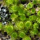 Bryum dichotomum