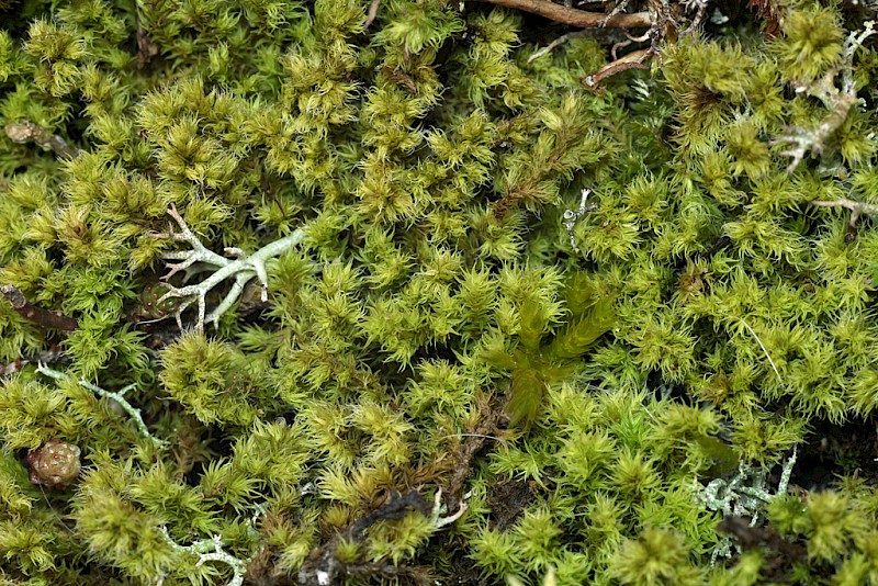 Racomitrium ericoides - © Barry Stewart