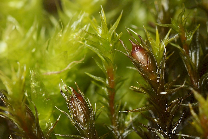 Schistidium crassipilum - © Barry Stewart