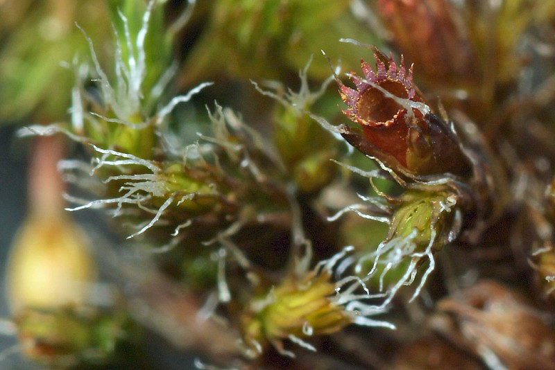 Schistidium crassipilum - © Barry Stewart