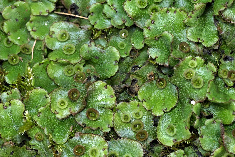 Marchantia polymorpha subsp. ruderalis - © Barry Stewart