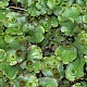 Marchantia polymorpha subsp. ruderalis