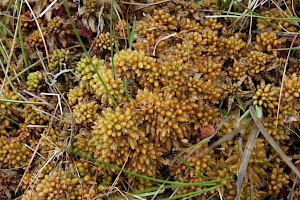 Sphagnum papillosum Papillose Bog-moss