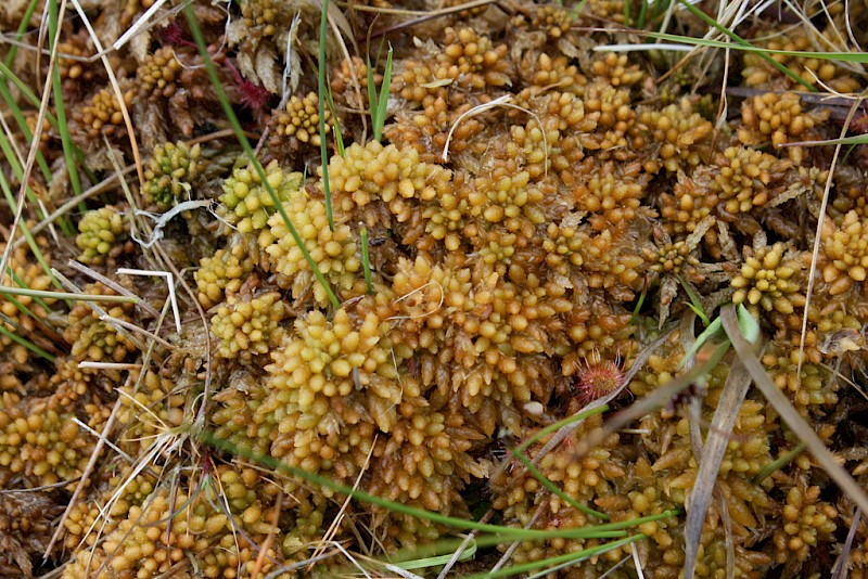 Sphagnum papillosum - © Barry Stewart