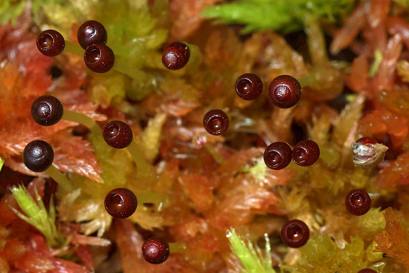 Sphagnum subnitens - © Barry Stewart