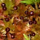 Sphagnum subnitens