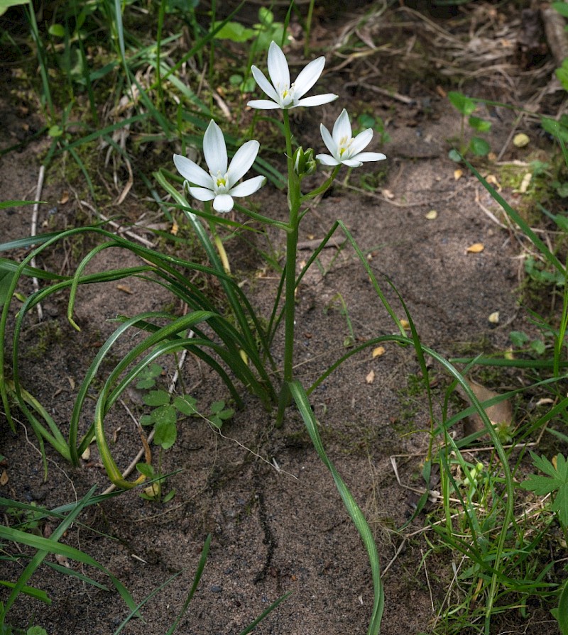 Ornithogalum umbellatum subsp. umbellatum - © Charles Hipkin