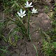 Ornithogalum umbellatum subsp. umbellatum