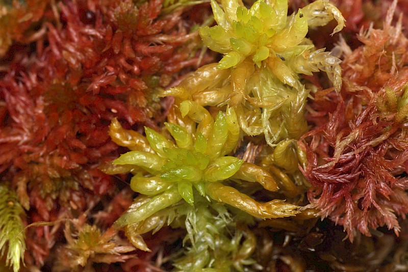 Sphagnum denticulatum - © Barry Stewart