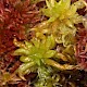 Sphagnum denticulatum