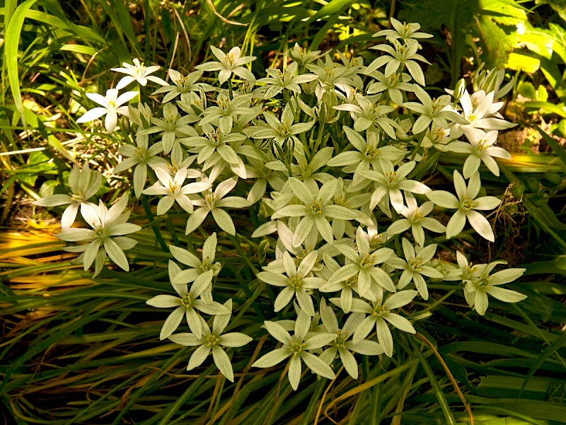 Ornithogalum umbellatum subsp. umbellatum - © Charles Hipkin