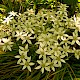 Ornithogalum umbellatum subsp. umbellatum