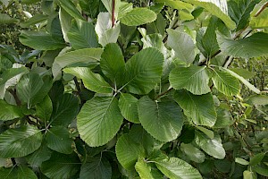 Sorbus aria agg. Whitebeam