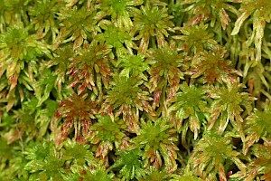 Sphagnum quinquefarium Five-ranked Bog-moss