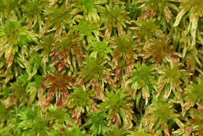 Sphagnum quinquefarium - © Barry Stewart