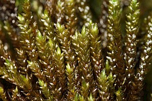 Rhynchostegium alopecuroides Portuguese Feather-moss