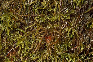 Heterocladium wulfsbergii Wulfsberg's Tamarisk-moss