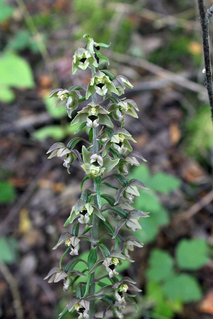 Epipactis helleborine - © Barry Stewart