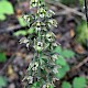 Epipactis helleborine