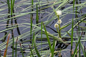 Typhaeceae (Sparganiaceae)