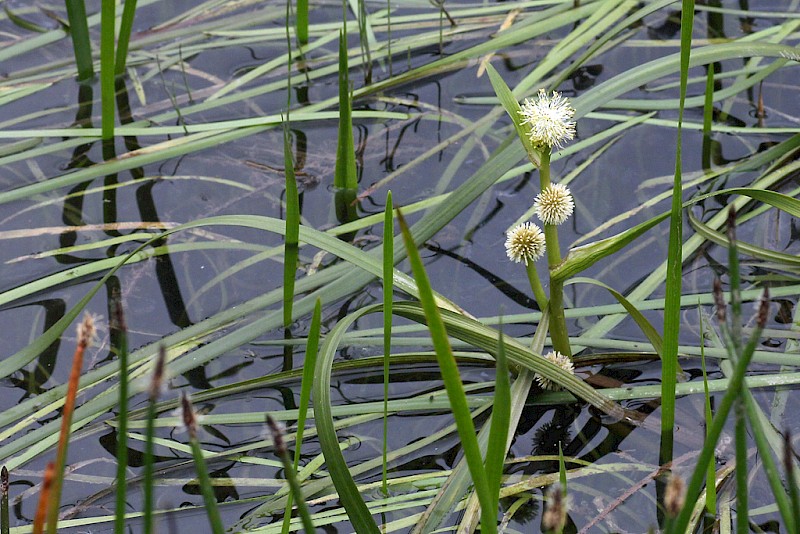 Sparganium angustifolium - © Barry Stewart