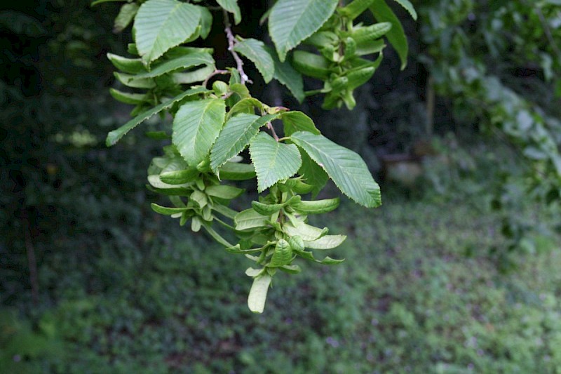 Carpinus betulus - © Barry Stewart