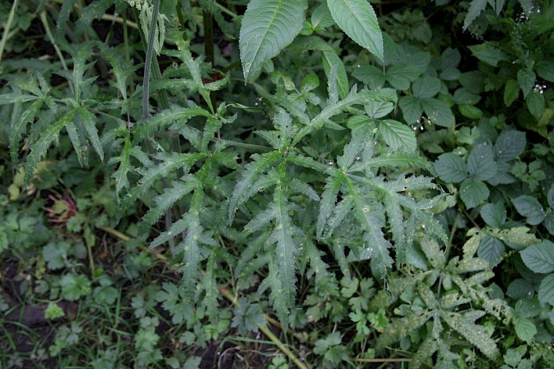 Heracleum sphondylium - © Barry Stewart