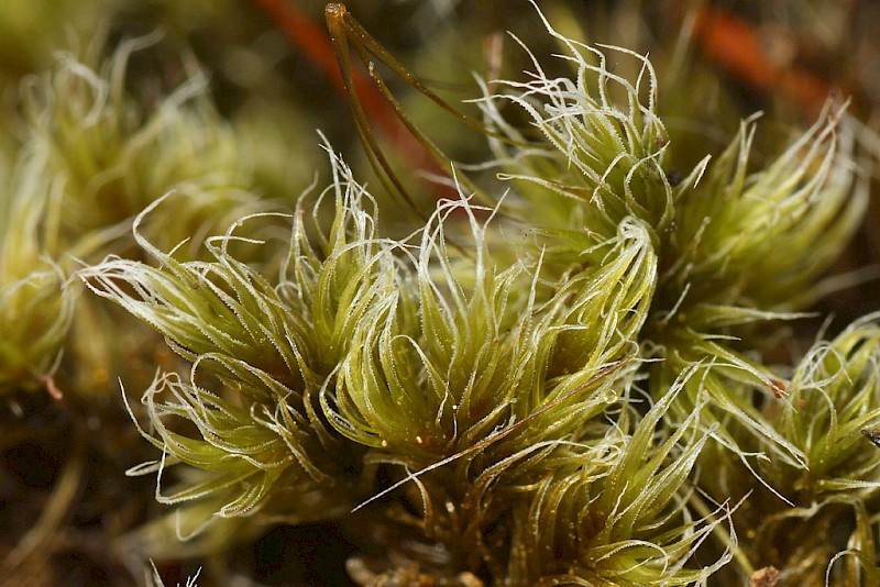 Racomitrium lanuginosum - © Barry Stewart