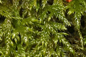 Isothecium myosuroides Slender Mouse-tail Moss