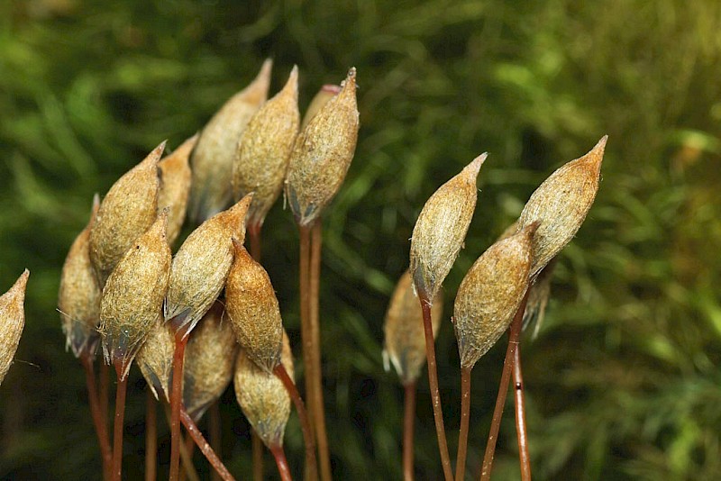 Pogonatum aloides - © Barry Stewart