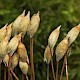 Pogonatum aloides