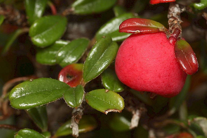 Cotoneaster integrifolius - © Barry Stewart