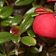 Cotoneaster integrifolius