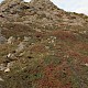 Cotoneaster integrifolius