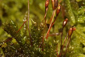 Rhynchostegium murale Wall Feather-moss