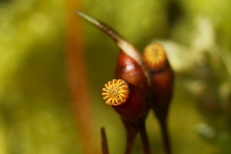 Rhynchostegium murale - © Barry Stewart