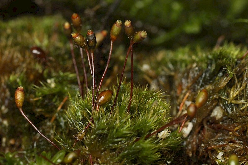 Rhynchostegiella tenella - © Barry Stewart