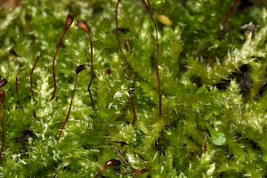 Rhynchostegium megapolitanum Megapolitan Feather-moss