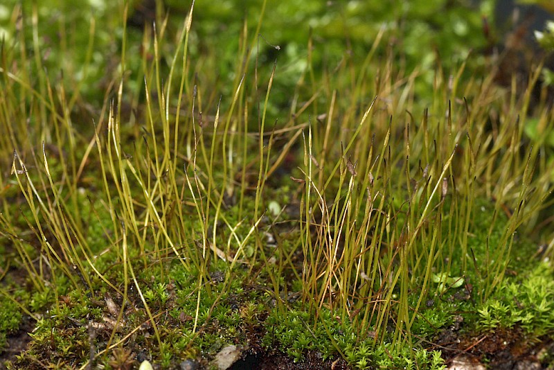 Streblotrichum convolutum var. convolutum - © Barry Stewart